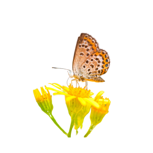 Animalic